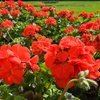 Image 3: Geranium 'Best Red' - 12, 36 or 72 Plants