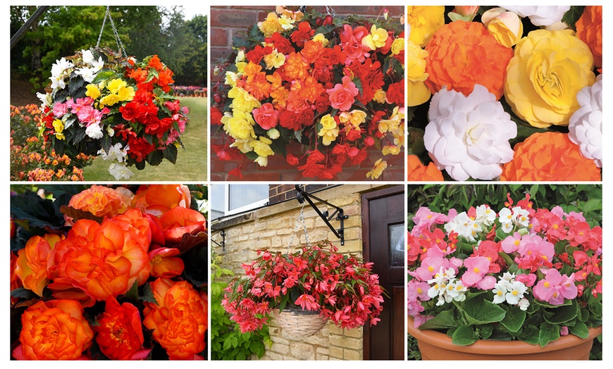 Image 5: Begonia Garden Ready Plants - 15 or 30 Plants