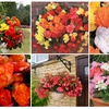 Image 5: Begonia Garden Ready Plants - 15 or 30 Plants