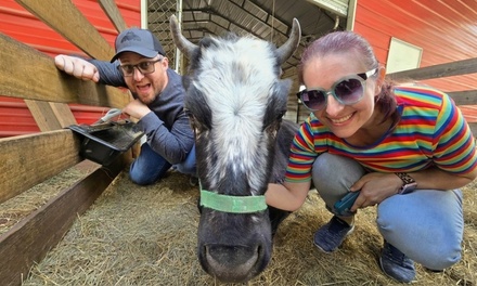20 Minute Cow Cuddle for One Adult - Bell Family Farm and Apiary LLC