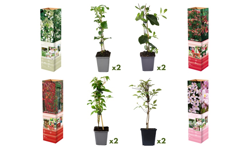 Image 3: Mix de 8 plantes grimpantes de Gardenzo