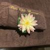 Image 4: Restore Balance: One or Two 20-Minute Traditional Thai Massages
