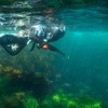 Image 2: Up to 36% Off on Spearfishing at Just Get Wet
