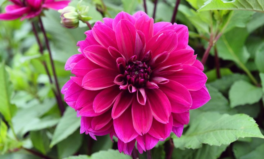 Image 4: Mixed Summer Dahlia Tubers