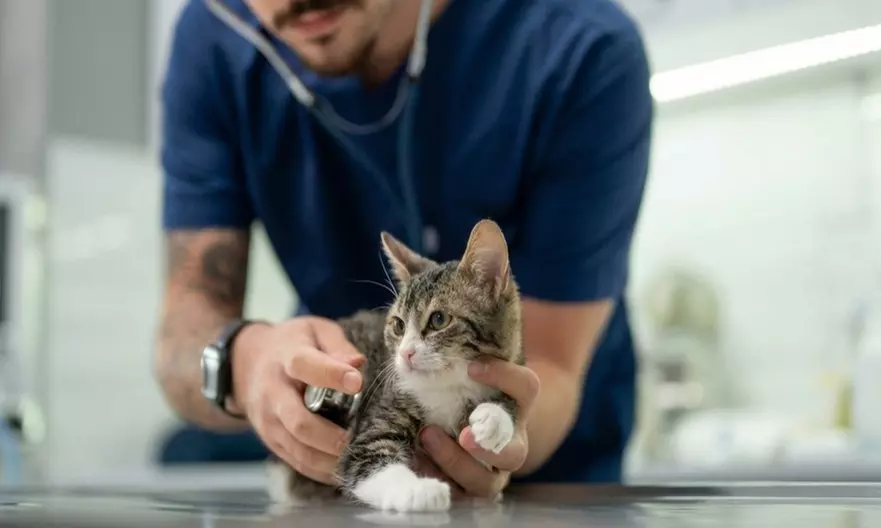 Esterilización de gatos y perras hasta 20 kg