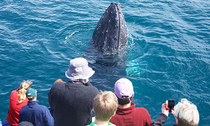 $35 for a Four-Hour Whale-Watching Cruise for One Person with Go Whale Watching, Darling Harbour (Up to $80 Value) - Image 2