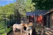Up to 53% Off on One Hour Petting Animals & Farm Tour for One, Two, or Four at Acres of Joy Ranch - Second Medium
