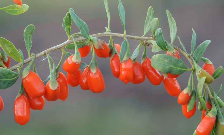 Image 6: Goji Berry - No.1 Lifeberry - 1 or 2 Potted Plants


