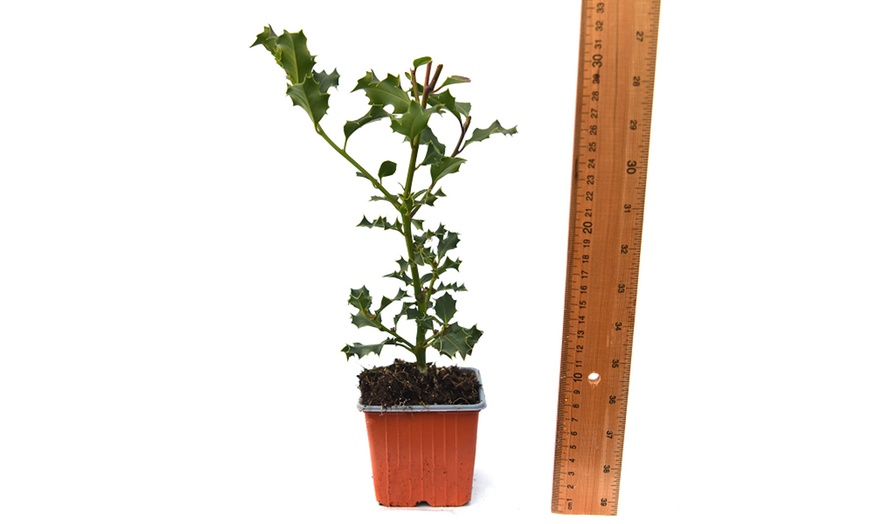 Image 4: 10 Packs of Hedge Holly Potted Plants in 9cm Pots