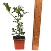 Image 4: 10 Packs of Hedge Holly Potted Plants in 9cm Pots