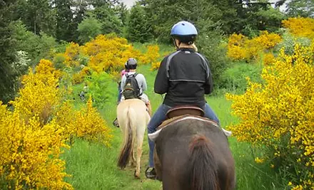 Petting-Farm Pass or 90-Minute Trail Ride at Morris’s Shadow Mountain Stables in Auburn - Primary Image