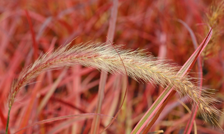 Image 3: Pennisetum 'Firework' Grass – 1, 2 or 3 Potted Plants