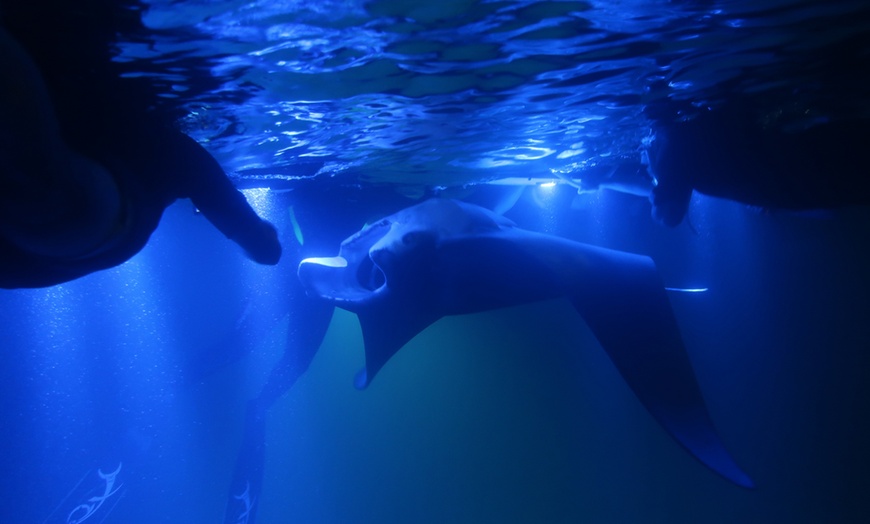 Image 9: Hawaiian Speed Boat Tour w/ Reef Snorkel, Sea Cave, Dolphins & Whales
