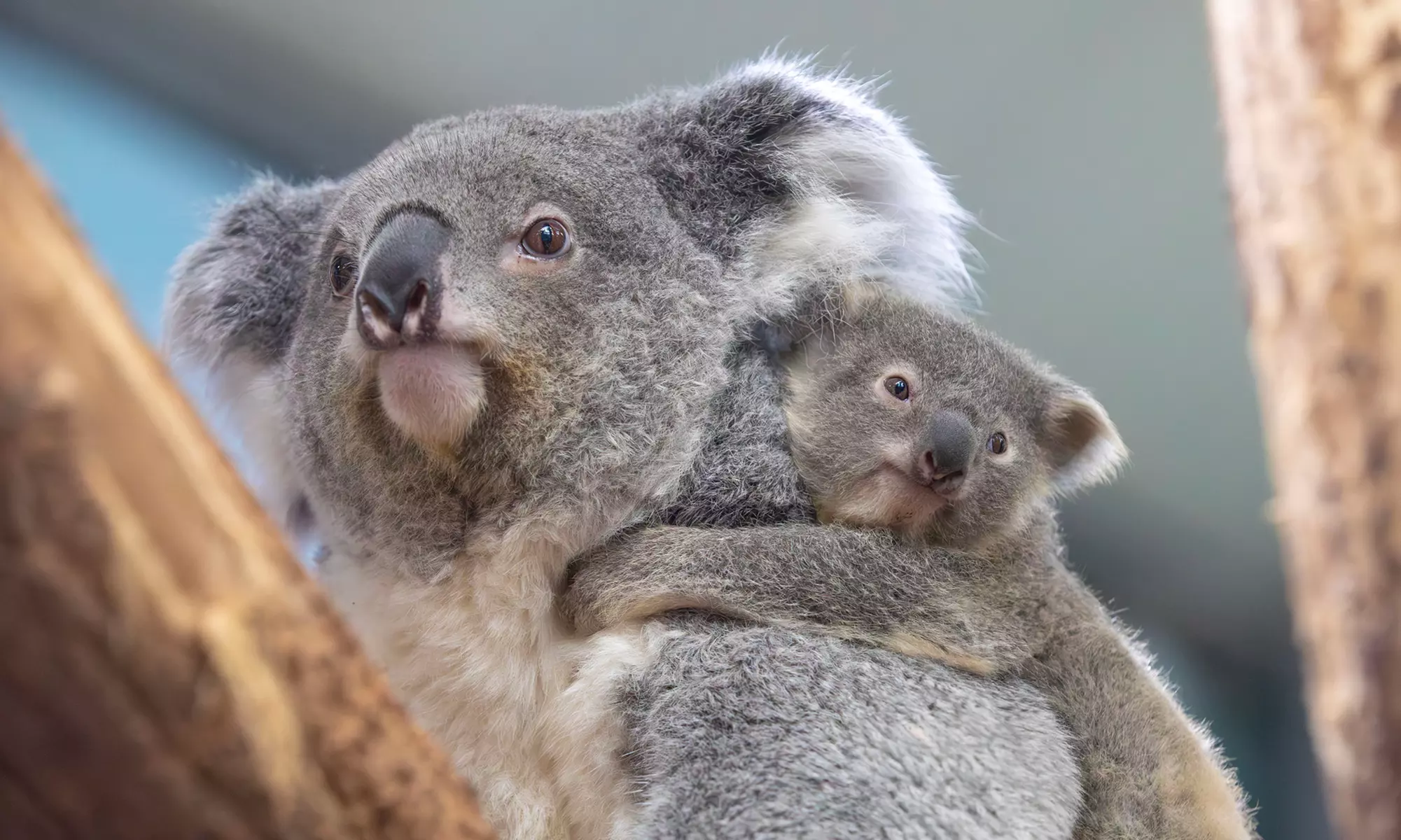 ZooParc de Beauval : 1 ou 2 jours pour un tour du monde animal