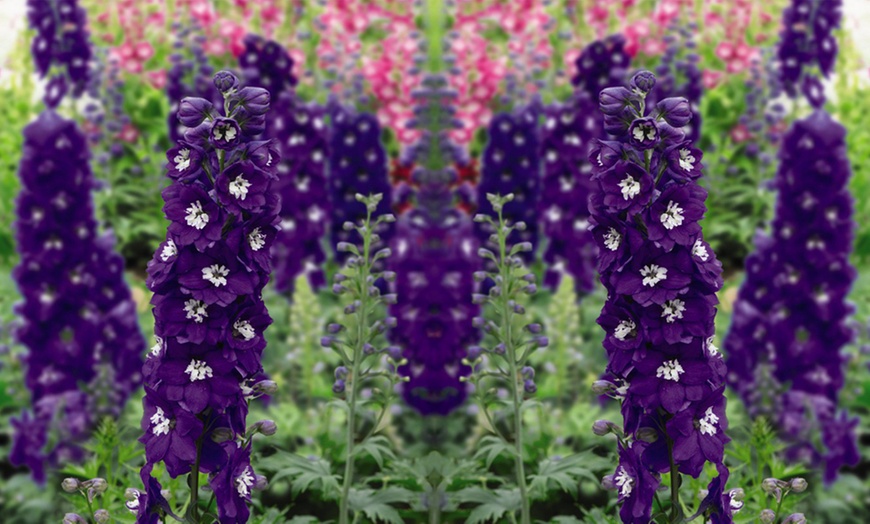 Image 3: 12 Delphinium 'Dark Blue and White Bee' Plants