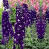 Image 3: 12 Delphinium 'Dark Blue and White Bee' Plants