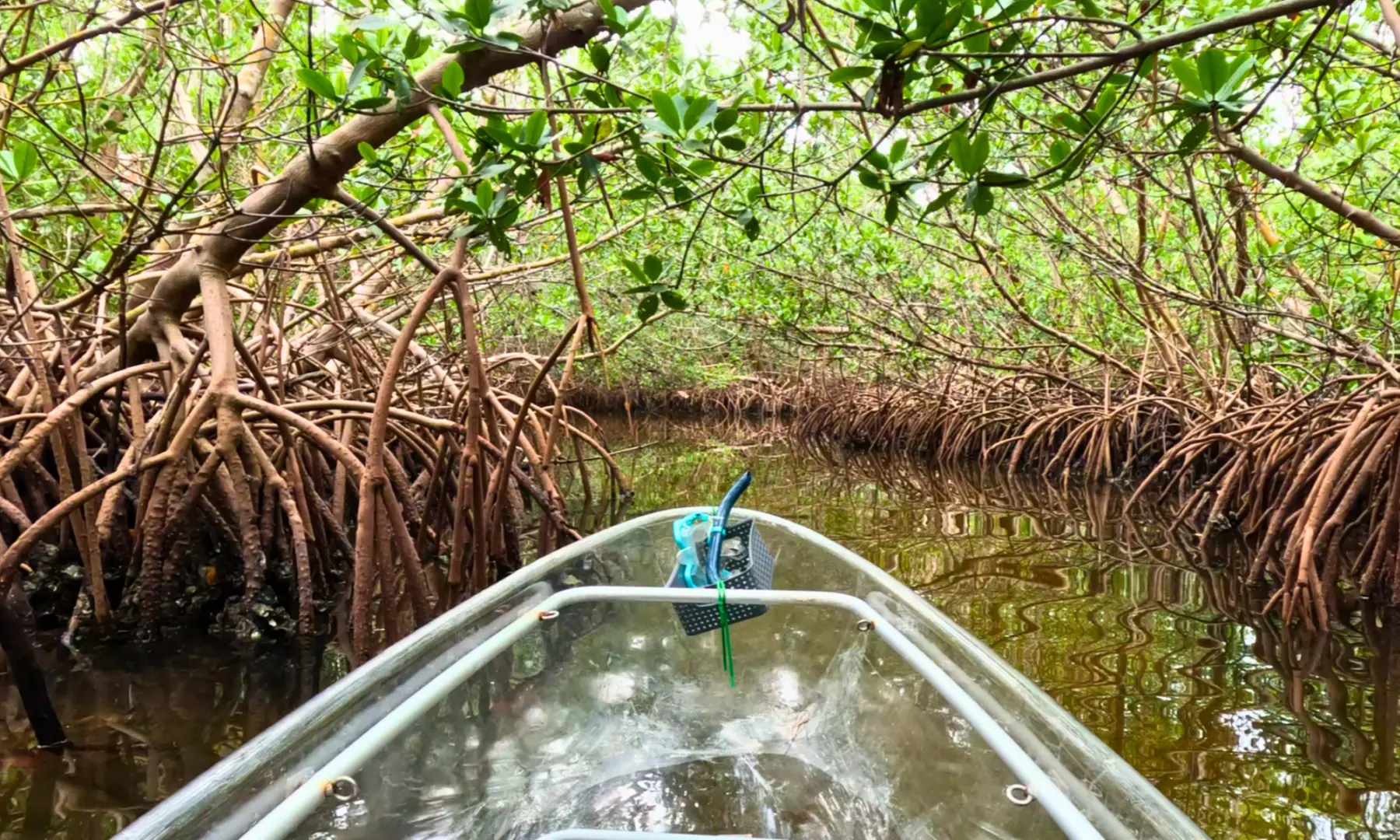 Explore Clam Bayou: 120-Minute Clear Kayak Mangrove Eco Tour