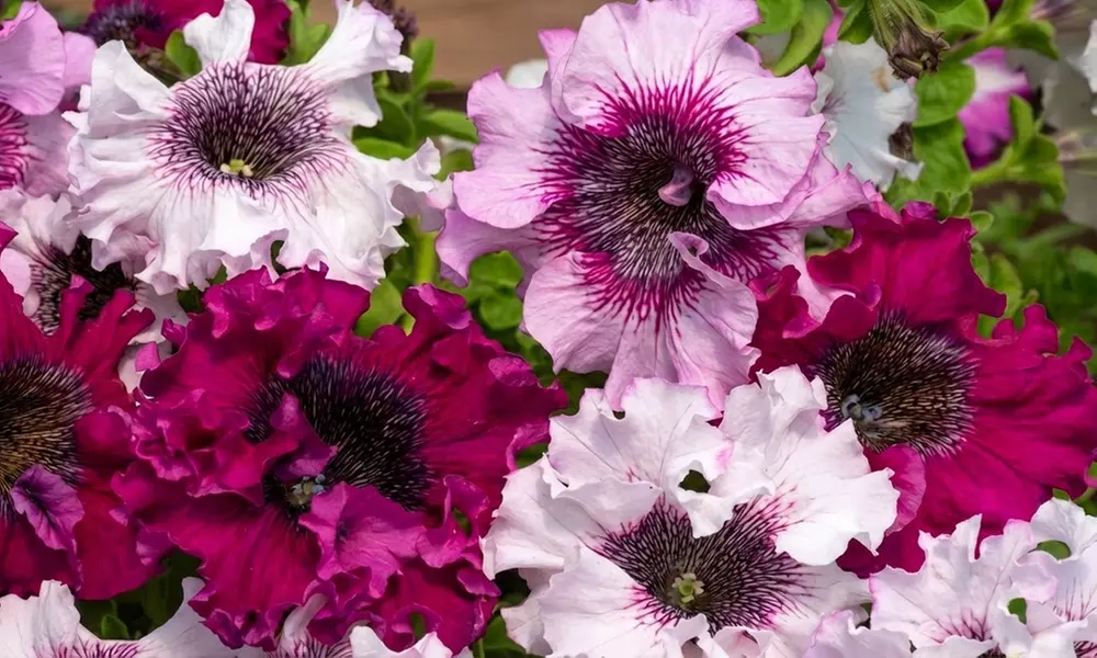 Up to 42 Petunia 'Superbissima Triumph Mix' Plants