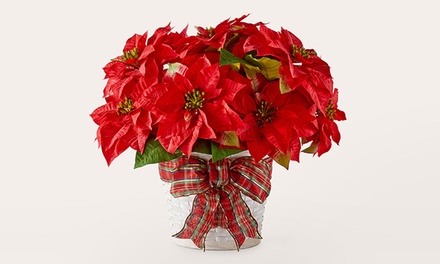 $65 Value towards Eye-Catching House Plants - ProFlowers - Beautiful Lush Plants 