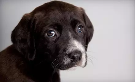 If 60 People Donate $10, Then All Dog Rescue Can Spay or Neuter 10 Dogs Awaiting Adoption - Primary Image