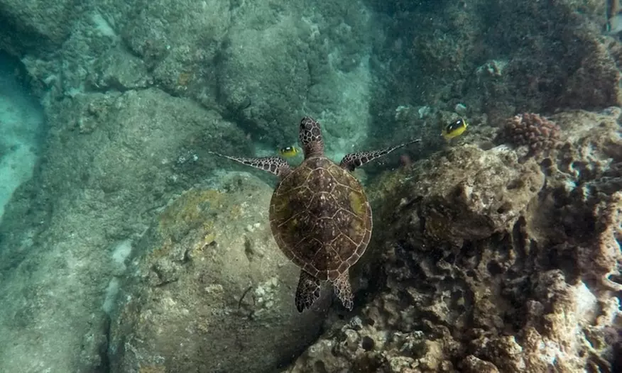 Experience a Waikiki Ocean Safari Tour