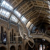 Image 6: Explore the Natural History Museum - Adult & Child Tours!