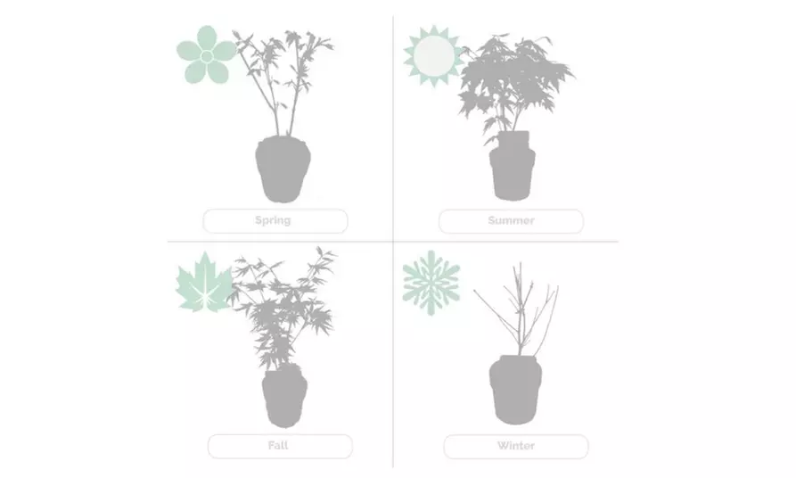 4er-Set Japanische Ahorne