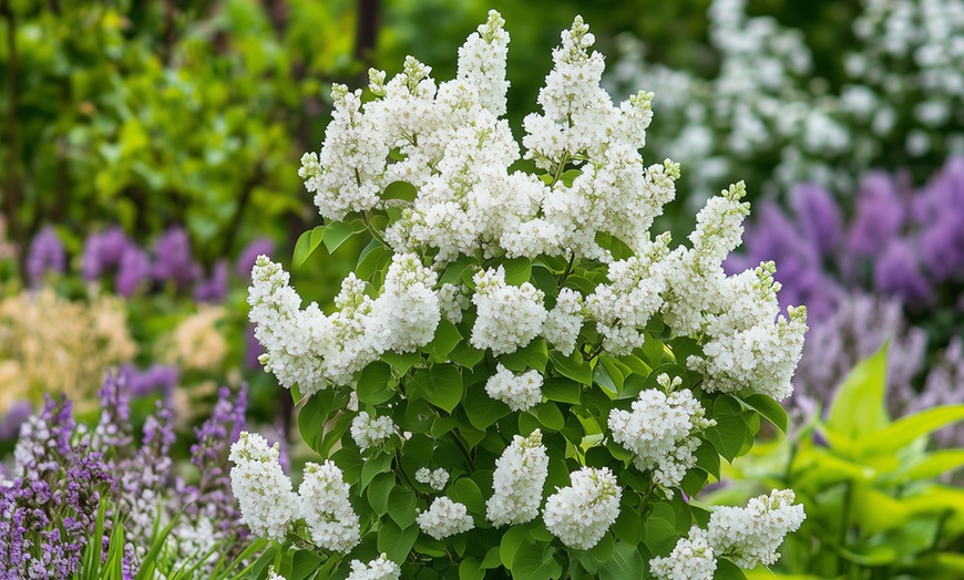 Image 8: Set de 4 lilas de variedad a elegir, entregadas en maceta, de Rootz