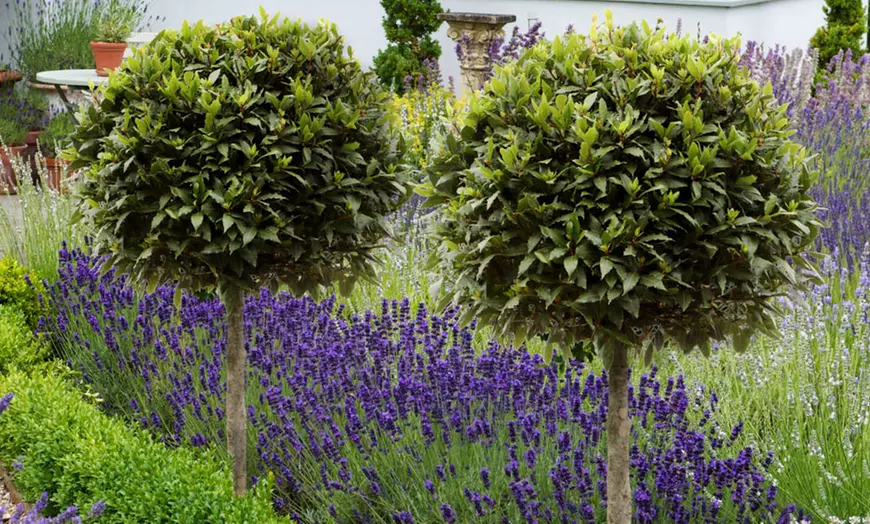 Image 1: YouGarden Two-Pack Easy Care Standard Bay Trees with Tulipa Planters