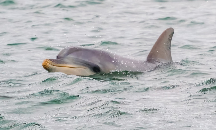 Image 3: 90-Minute Port River Dolphin & Ships Graveyard Cruise