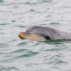 Image 3: 90-Minute Port River Dolphin & Ships Graveyard Cruise