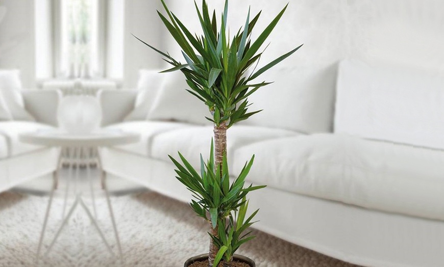 Image 3: Potted Yucca Tree 