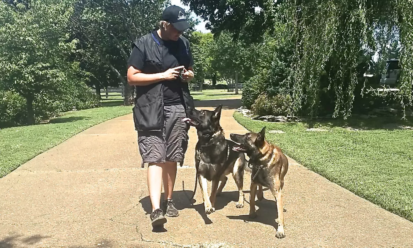 Up to 57% Off Dog Training at Global K9 Protection Services - Primary Image