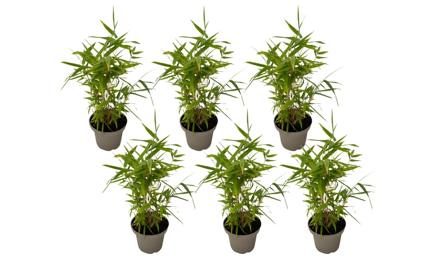 Image 7: 3x oder 6x Schwarzer Bambus (Fargesia nitida 'Black Dragon')