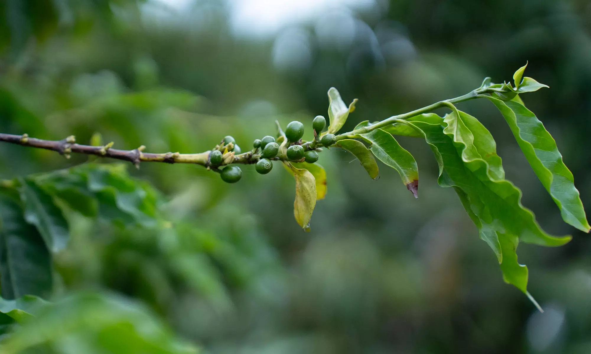 Visita a la Finca Los Castaños con degustación de café para 1, 2 o 4