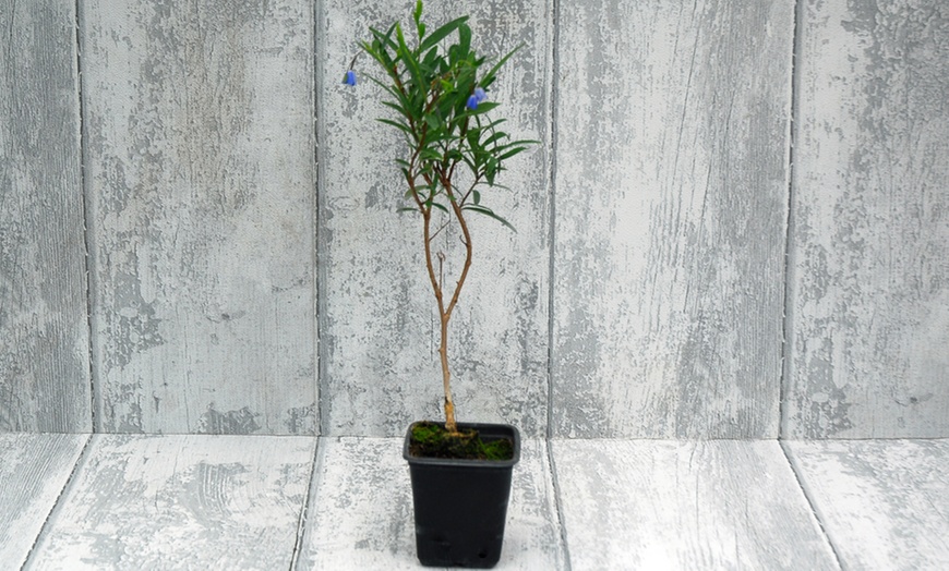 Image 3: Climbing Sollya Heterophylla 'Ultra Blue' – 1 or 2 Potted Plants