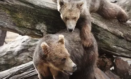 Behind-the-Scenes Wildlife Tour for One or Two at Alaska Wildlife Conservation Center in Portage (Up to 53% Off) - Primary Image