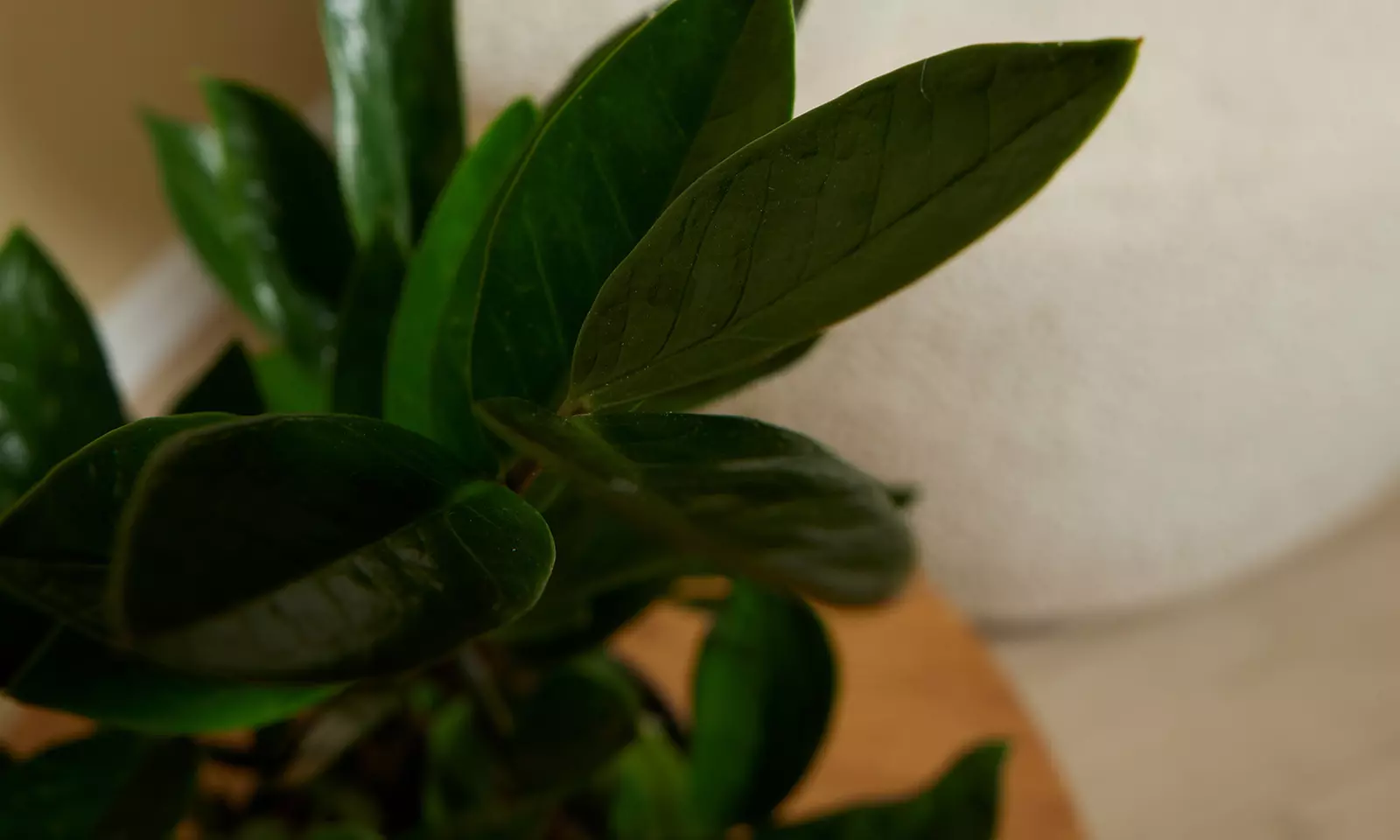 1 oder 2 Glücksfeder-Pflanzen (Zamioculcas)