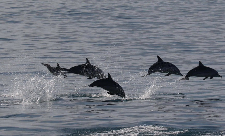 Image 9: Sunset Dolphin Watch & Snorkel Cruise with Dinner and Cocktails