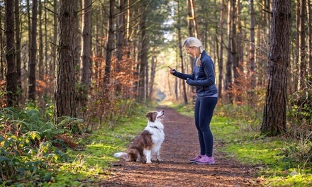 Dog Training Course - Training Express