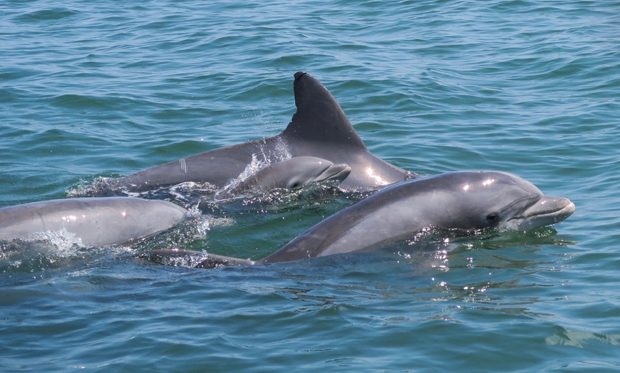 Image 3: Dolphins, Speed & Sunsets—Cruises for All Ages!