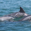 Image 3: Dolphins, Speed & Sunsets—Cruises for All Ages!