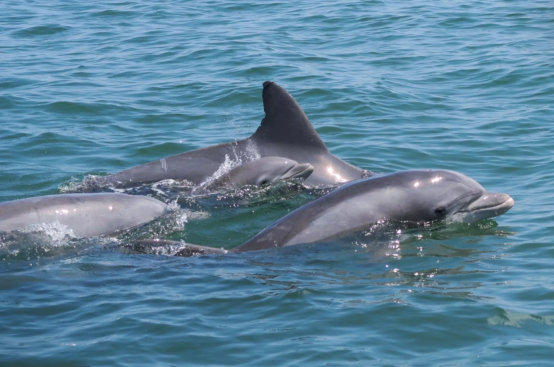 Dolphins, Speed & Sunsets—Cruises for All Ages!