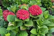 Live Hydrangea Outdoor Plants - Perennial Shrubs with Vibrant Reblooming Flowers in Quart, 1 or 2 Gallon Sizes, Multiple Varieties, Free Shipping (Up to 24% Off) - Second Medium
