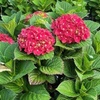 Image 2: Hydrangeas in Quart, 1 Gallon, and 2 Gallon Sizes with Free Shipping (Up to 15% Off)