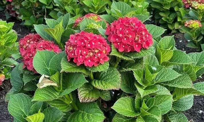 Hydrangeas in Quart, 1 Gallon, and 2 Gallon Sizes with Free Shipping (Up to 24% Off)