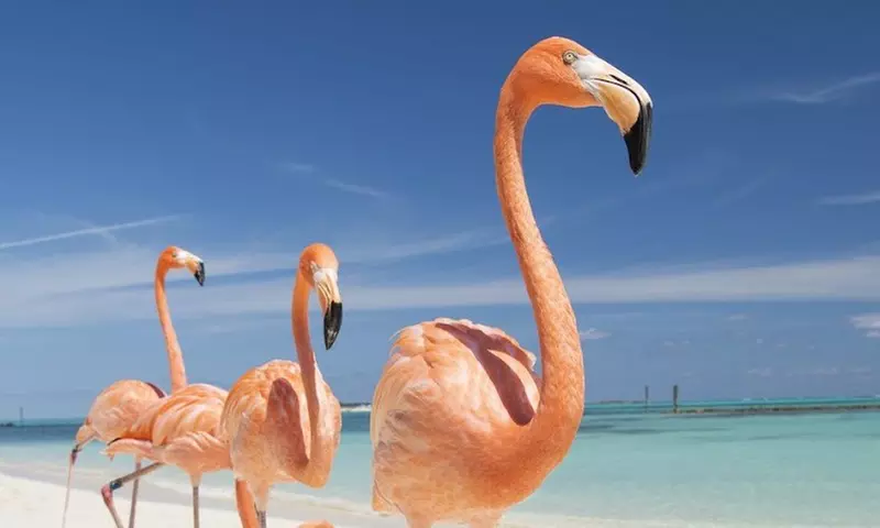 ✈ 4-Night Luxury Bahamas Escape with Airfare & Waterpark Access