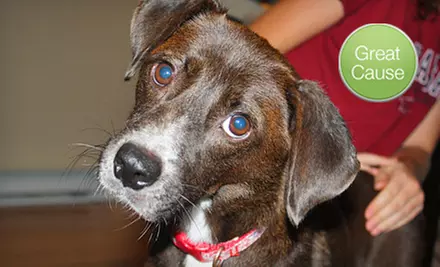 $10 Donation to Help Fund Supplies for Foster Pets - Primary Image