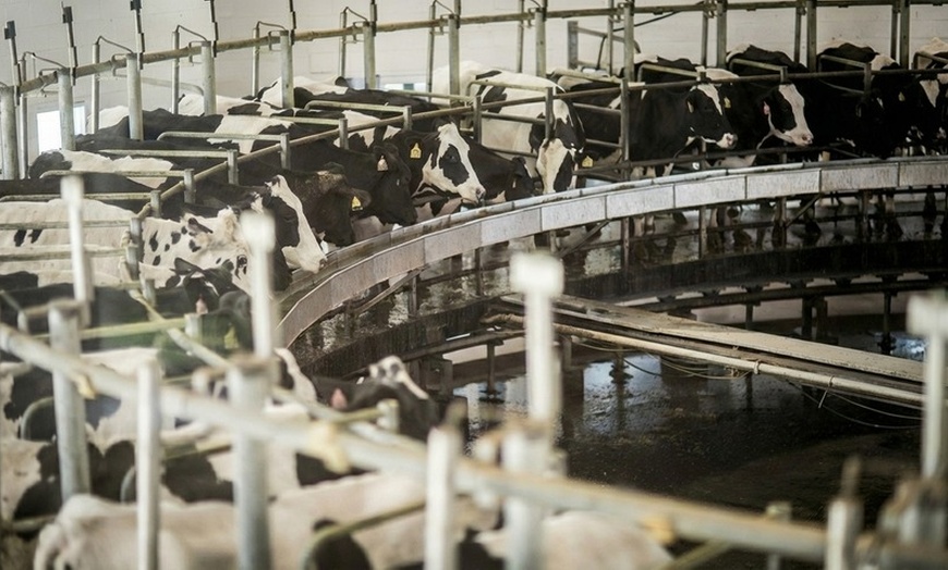 Image 2: Kreider Farms Dairy and Farm Tour for Four or Eight – Manheim