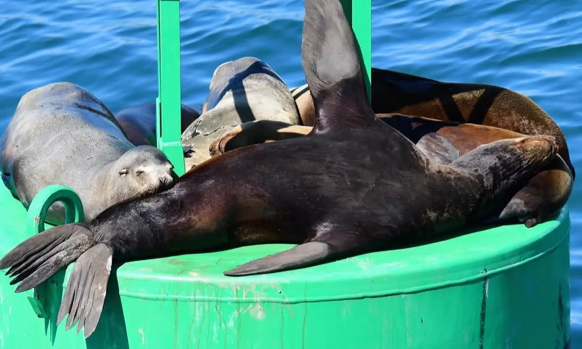 Up to 50% Off Whale Watching and Harbor Tours - Harbor Breeze